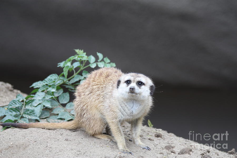 Meerkat Photograph by John Telfer