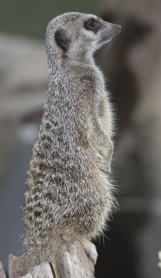 Meerkat Photograph by Masami Iida