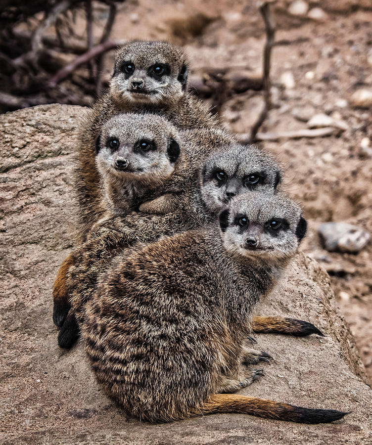 Meerkat Mob Photograph by Nick Bywater
