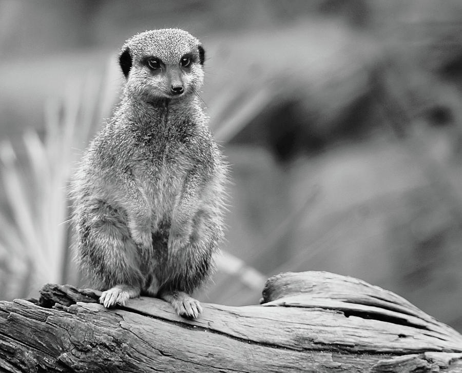 Nature Photograph - Meerkat Mount by Martin Newman