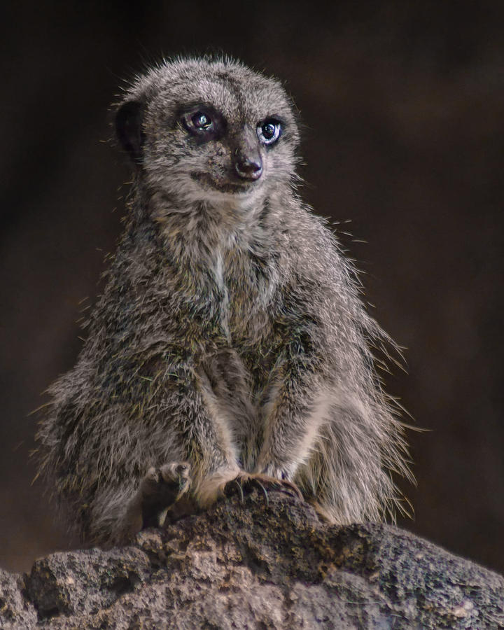 Meerkat Photograph by Nikolyn McDonald