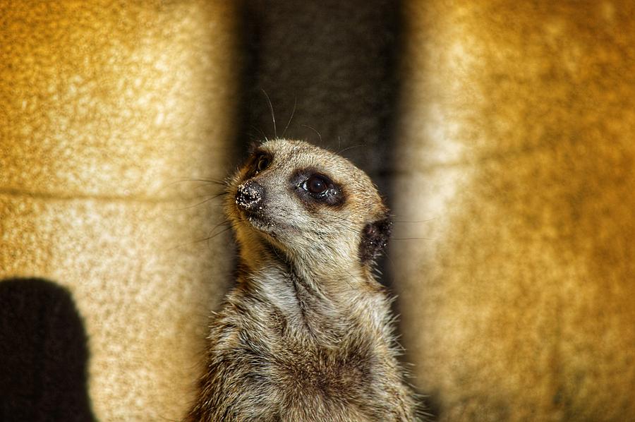 Meerkat Nose.  Photograph by Joseph Caban