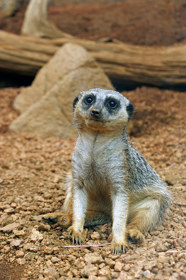 Meerkat Photograph by Off The Beaten Path Photography - Andrew Alexander