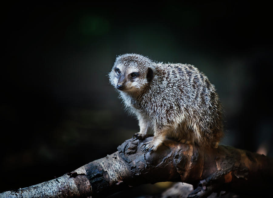Meerkat on a branch Photograph by John Christopher
