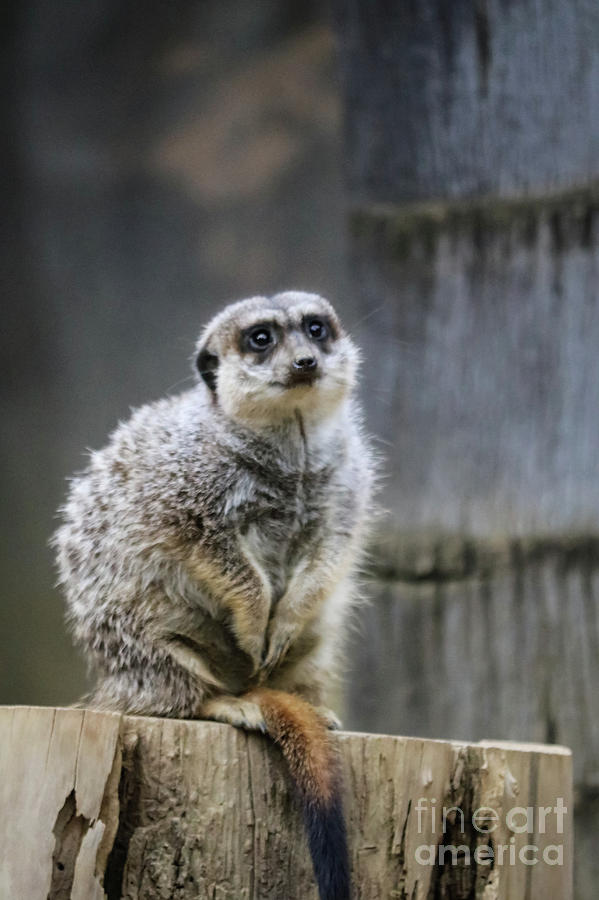 Meerkat On A Stump Photograph by Suzanne Luft