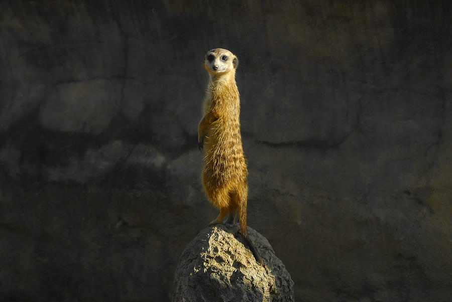 meerkat - Kids | Britannica Kids | Homework Help