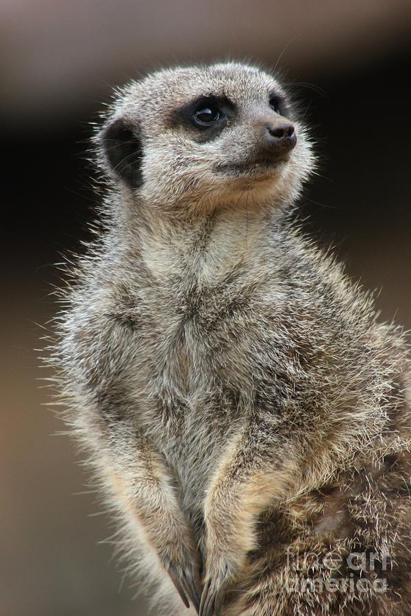 Meerkat Pose Photograph by Vicki Spindler