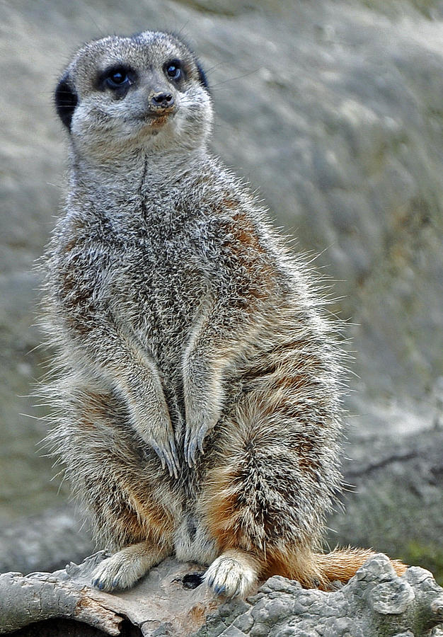 Meerkat Poses Photograph
