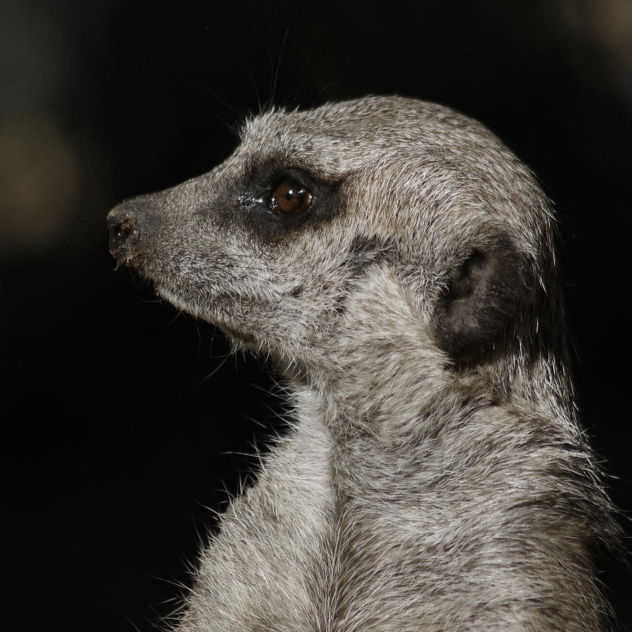 Meerkat Profile Photograph by Ernest Echols