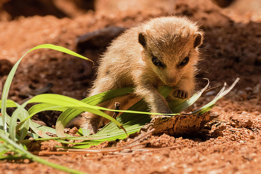 Meerkat Pup Learning to Forage Photograph by Dawn Currie