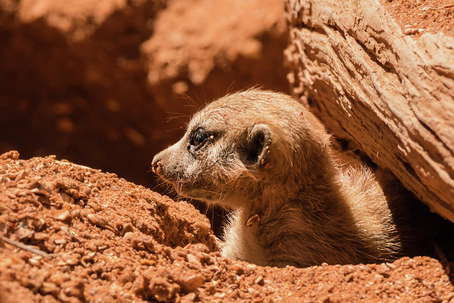 Meerkat Pup Profile Photograph by Dawn Currie