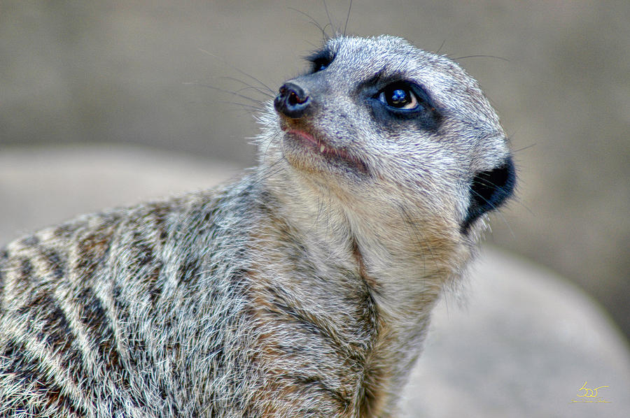 Meerkat Photograph by Sam Davis Johnson