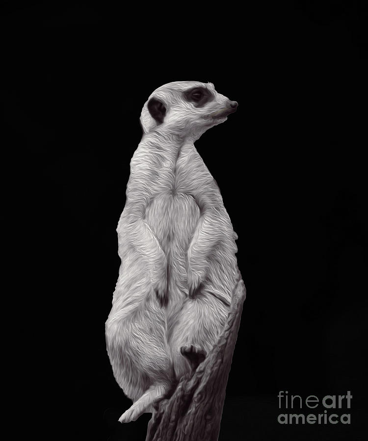 Meerkat Sentinel Digital Art by Cassandra Buckley