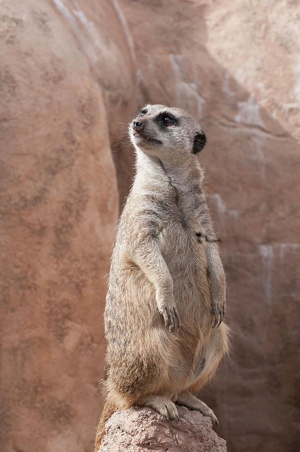 Meerkat Sentry 4 by Tom Potter Meerkat Sentry 4 by Tom Potter
