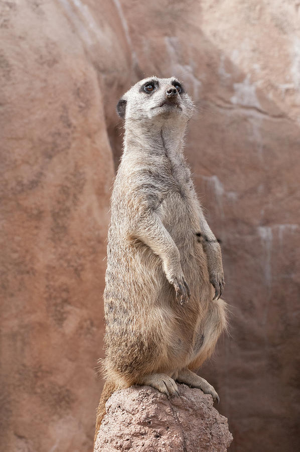 Meerkat Sentry 2 by Tom Potter Meerkat Sentry 2 by Tom Potter
