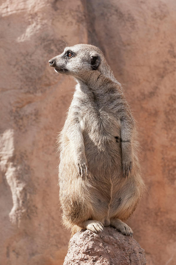 Meerkat Sentry 5 by Tom Potter Meerkat Sentry 5 by Tom Potter