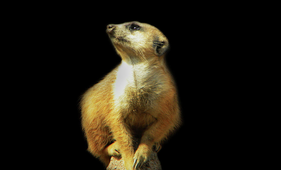 Meerkat Spotlight Photograph
