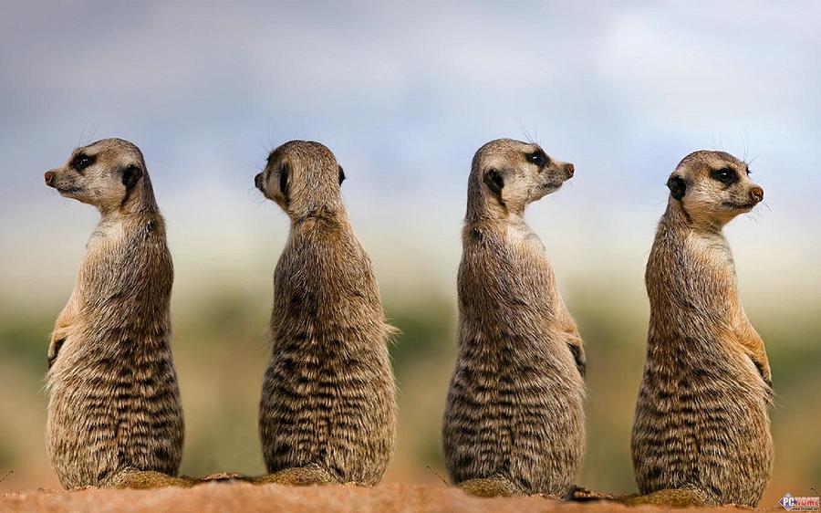 Wildlife Digital Art - Meerkat by Super Lovely