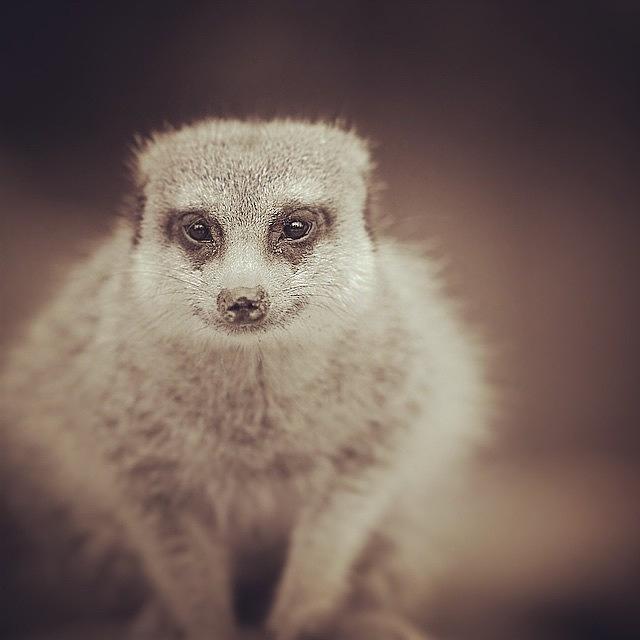 Animal Photograph - #meerkat #surikat #suricate #animal by Snap Jeanraymondcool