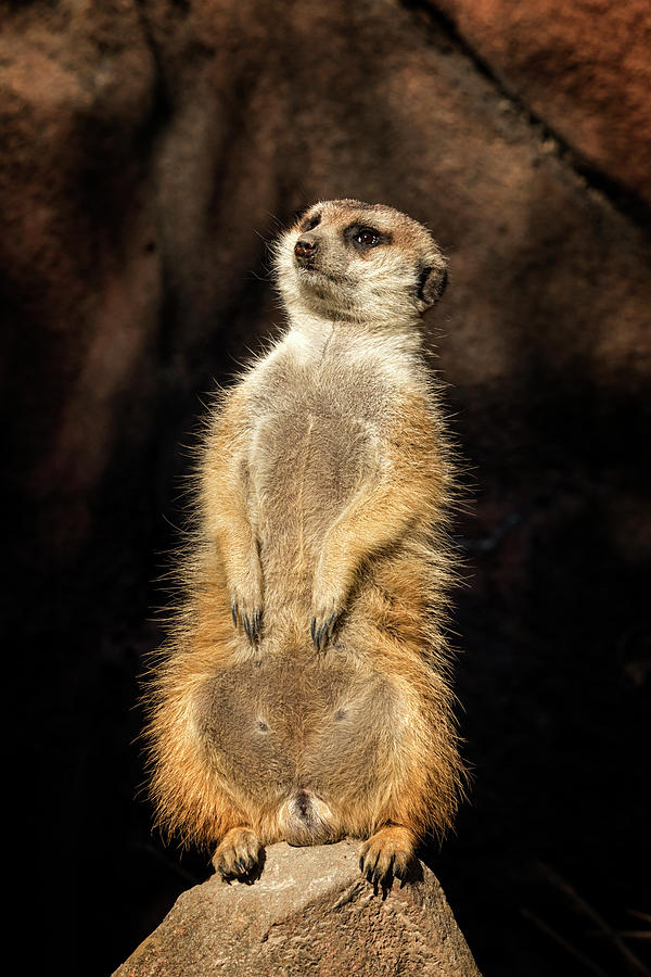Meerkat Photograph by Travis Rogers