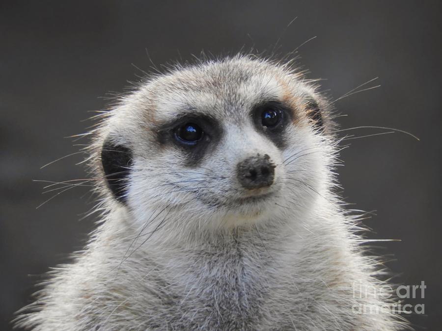 Meerkat Watching Photograph by Beth Myer Photography