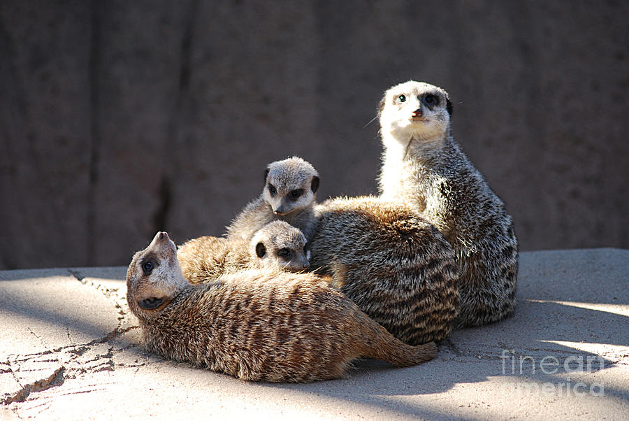 Meerkats 20150117_198 Photograph by Tina Hopkins