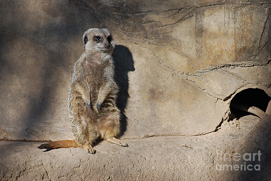 Meerkats 20150117_215 Photograph by Tina Hopkins