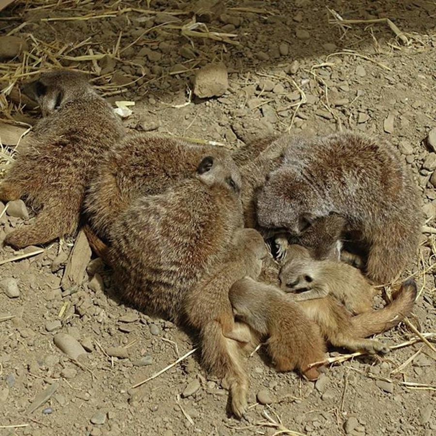 Meerkat Photograph - Meerkats And Their Babies.  #meerkats by Lisa Bird