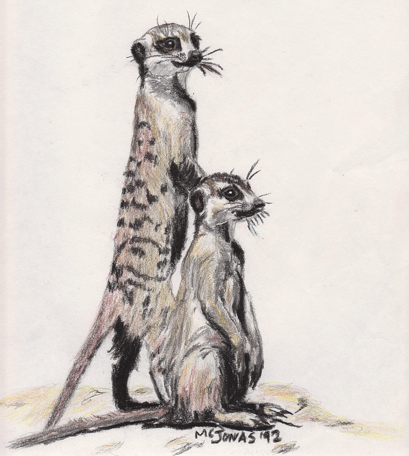 Wildlife Drawing - Meerkats by Marqueta Graham