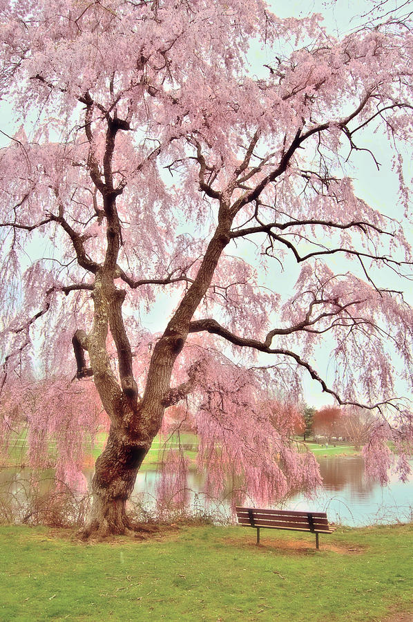 Meet Me Under The Pink Blooms Beside The Pond - Holmdel Park Photograph by Angie Tirado