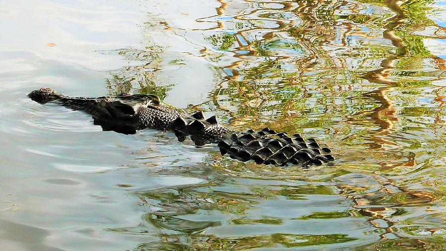 Meet Saltie - The Saltwater Crocodile Again Photograph by Lexa Harpell