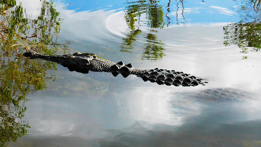 Meet Saltie - The Saltwater Crocodile Photograph by Lexa Harpell