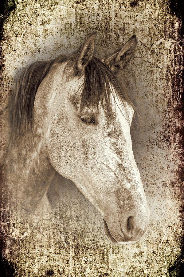 Horse Photograph - Meet The Andalucian by Meirion Matthias