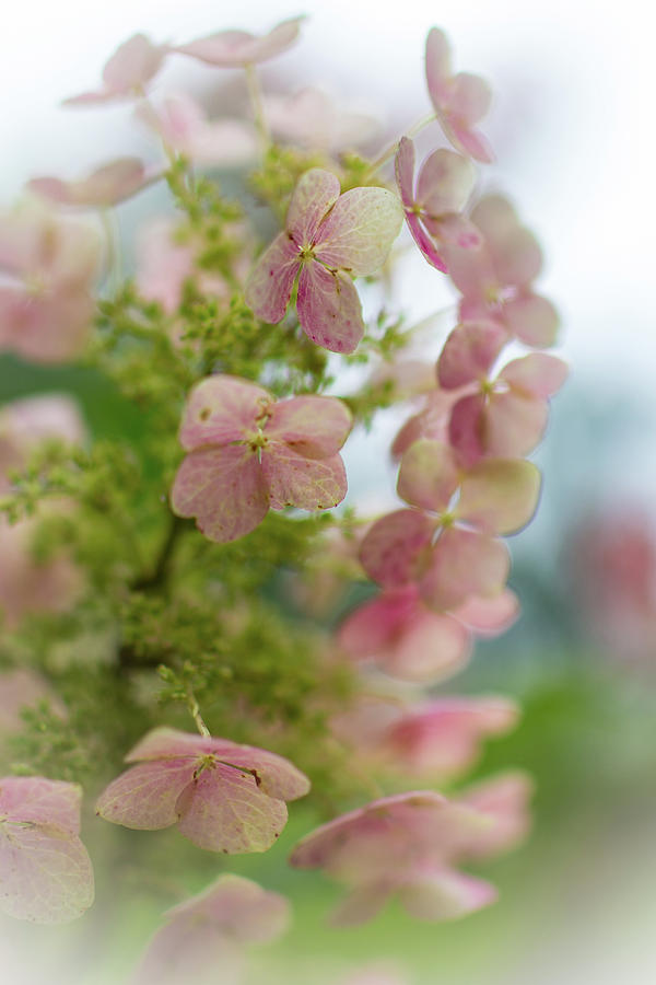 Meet The Beautiful Oak Leaf Hydrangea Photograph by Carol Senske