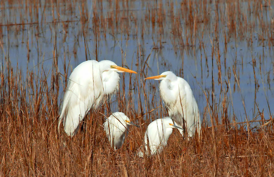 Meet The Egret Family Close Up Photograph by Michael Whitaker