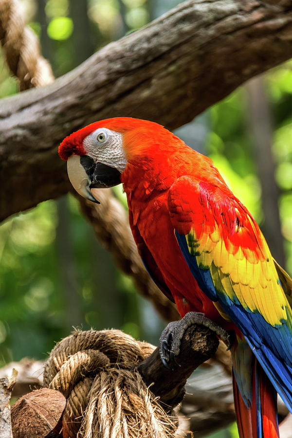 Meet the Macaws Photograph by Pamela Williams