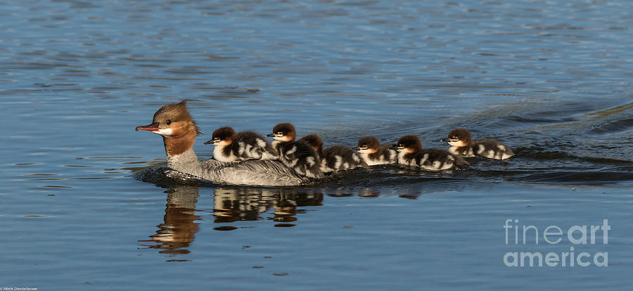 Meet The Mergansers Photograph by Mitch Shindelbower