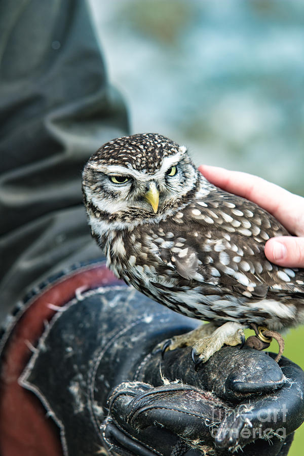 Meet the Owl 1 Photograph by Marc Daly - Pixels