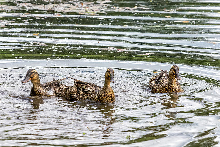 Meet the Quackers Photograph by Belinda Greb