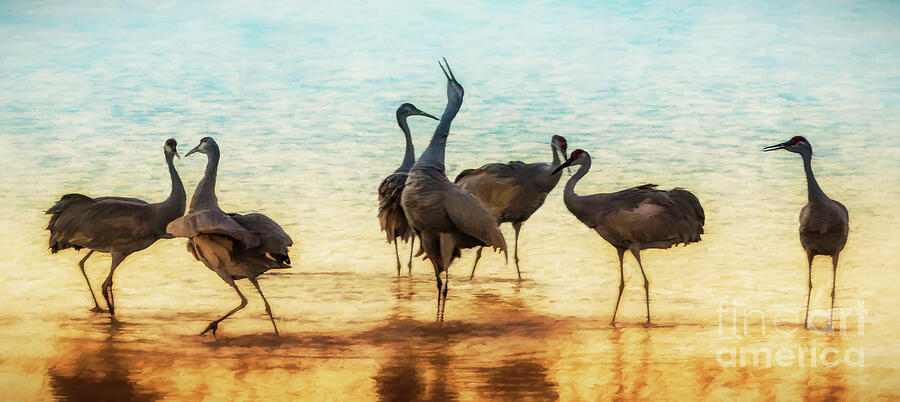 Meeting of the Cranes Photograph by Priscilla Burgers