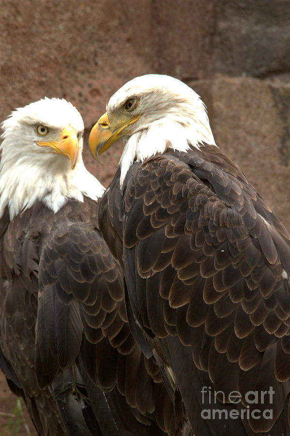 Meeting Of The Eagles Portrait Photograph by Adam Jewell