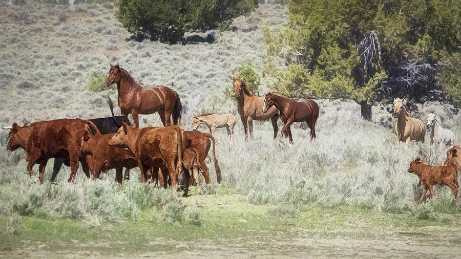 Meeting of the Herds Photograph by Belinda Greb
