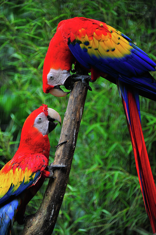 Meeting of the Macaws  Photograph by Harry Spitz