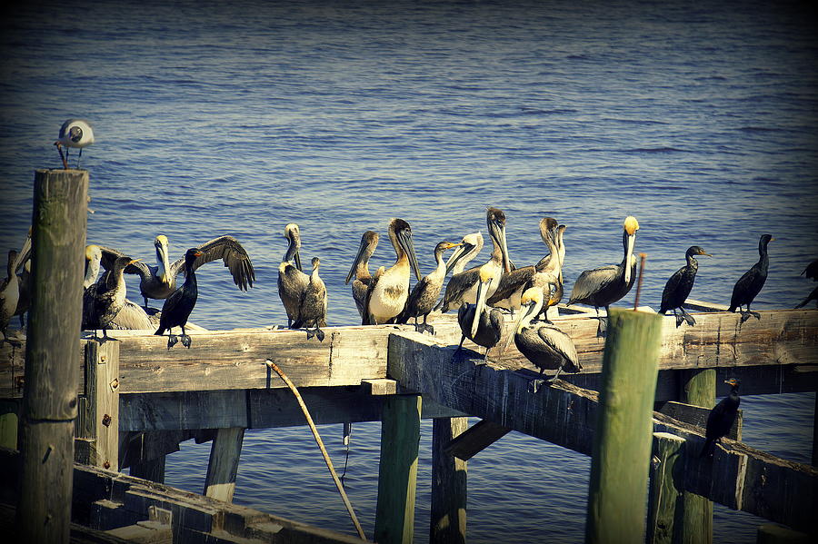 Pelican Photograph - Meeting of the Minds by Laurie Perry