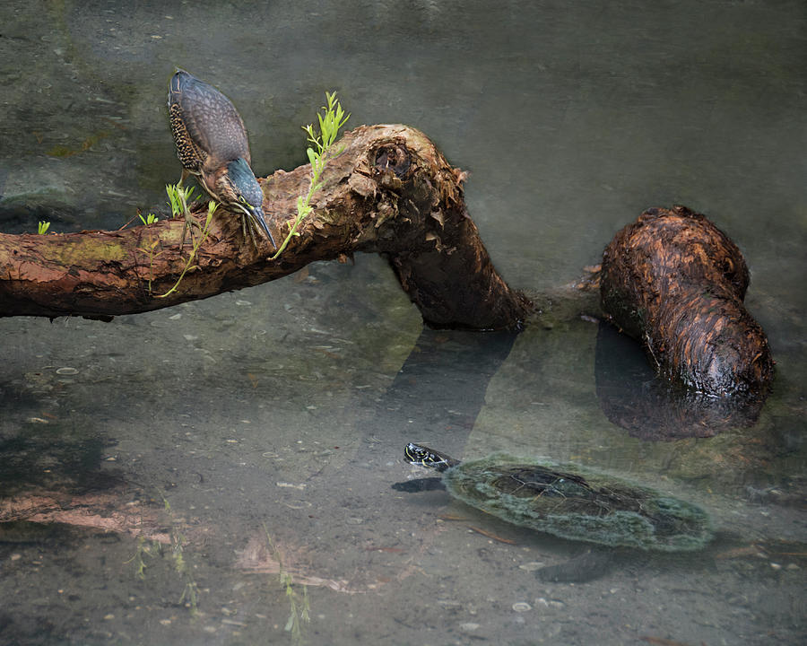 Meeting of the Species - Green Heron and Turtle Photograph by Mitch Spence