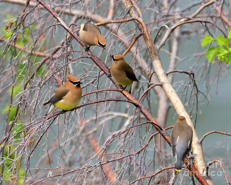 Meeting of the Waxwings Photograph by Michael Dawson