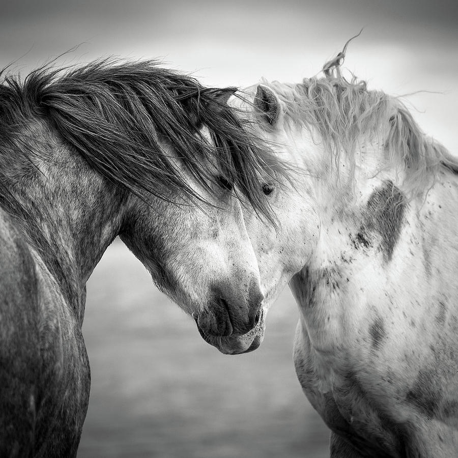 Horse Photograph - Meeting Point by Tim Booth