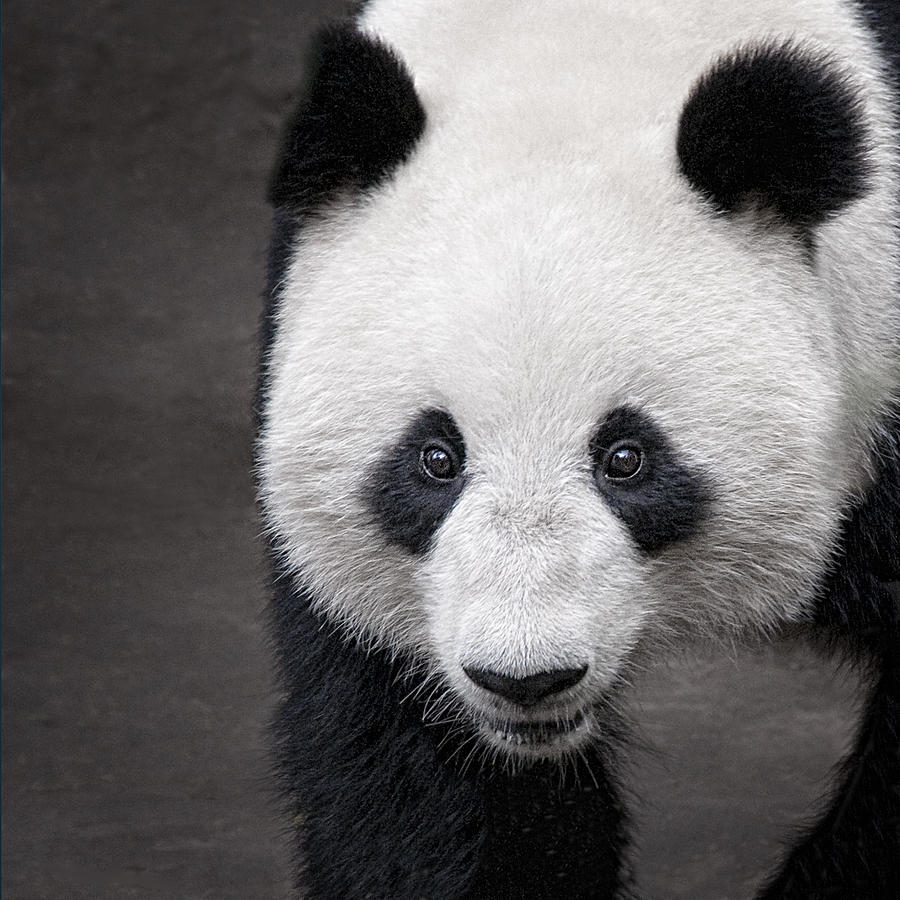 Meeting with a Giant Panda Photograph by Mitch Spence