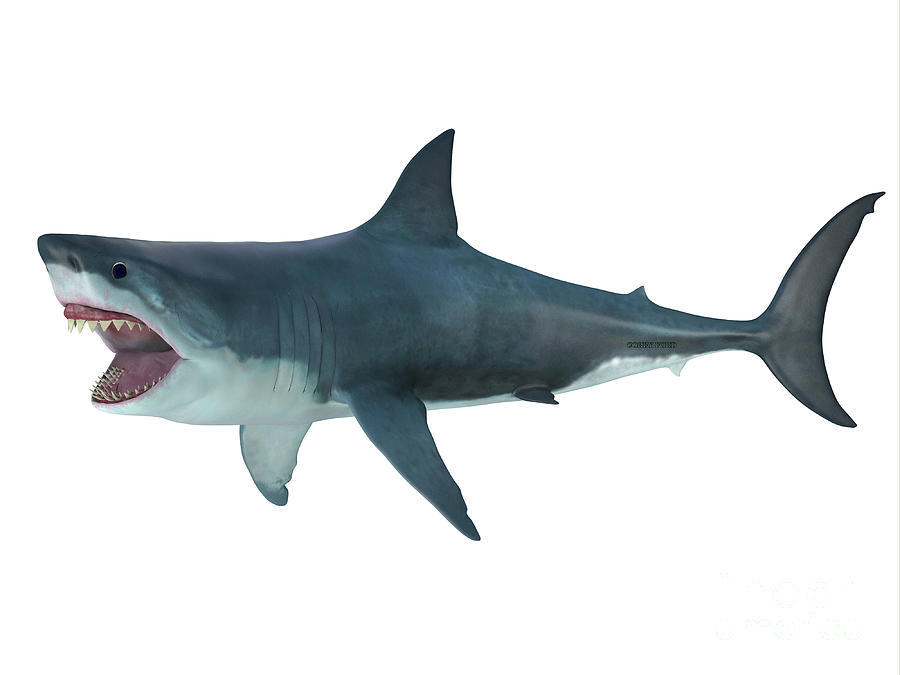 Megalodon Shark Attack Posture Digital Art by Corey Ford