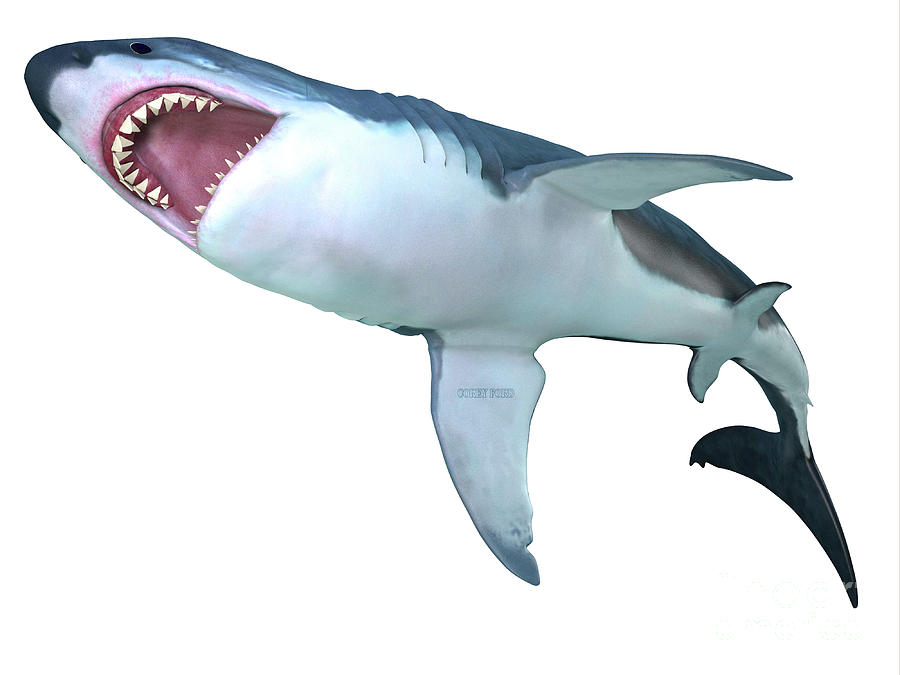 Megalodon Shark Underbelly Digital Art by Corey Ford